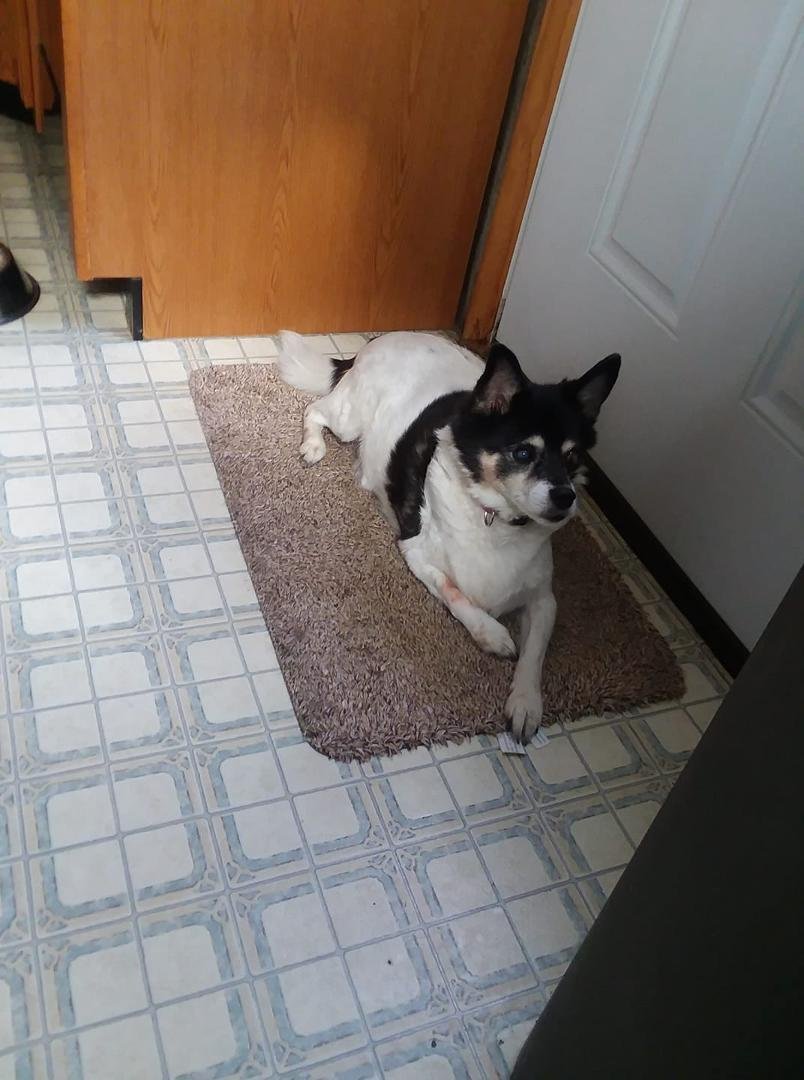 It was a wonderful 14 yrs with you my sassy girl ! We will miss you !!! RIP baby