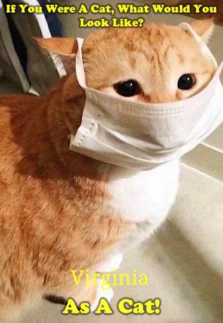 This looks like my kitty Olive!
