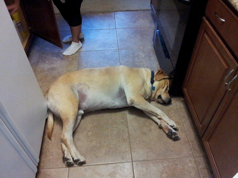Apparently the kitchen isn't quite wide enough. Silly dog.