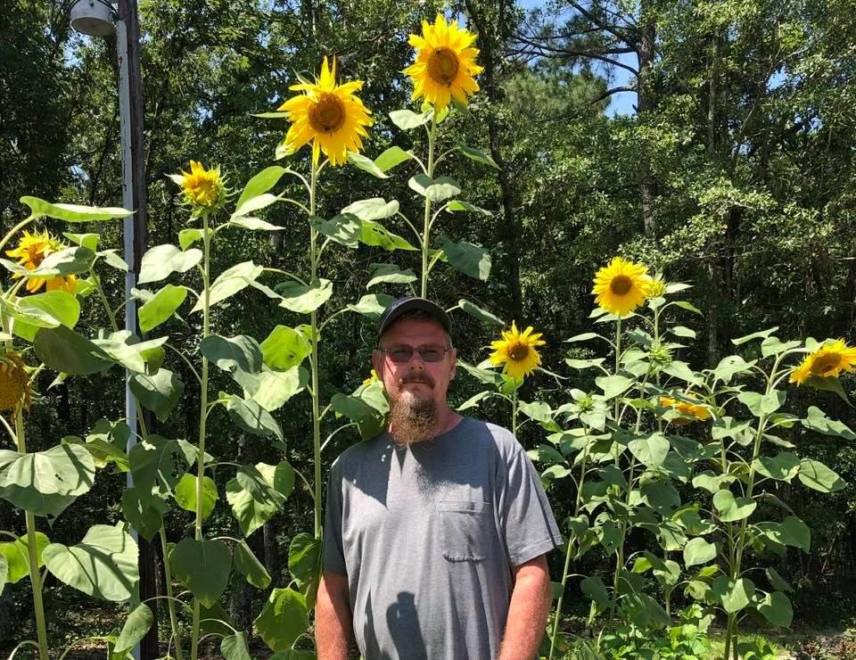 My sunflowers