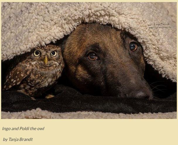 I saw a cute picture of an Owl and Dog. :-)