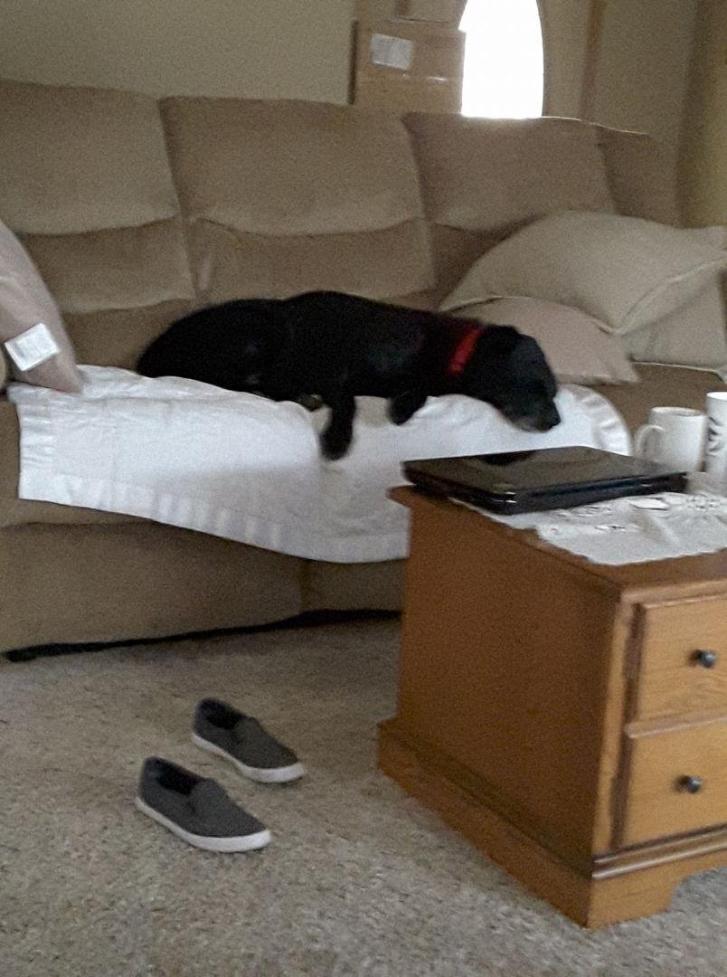 It's tough being a dog...