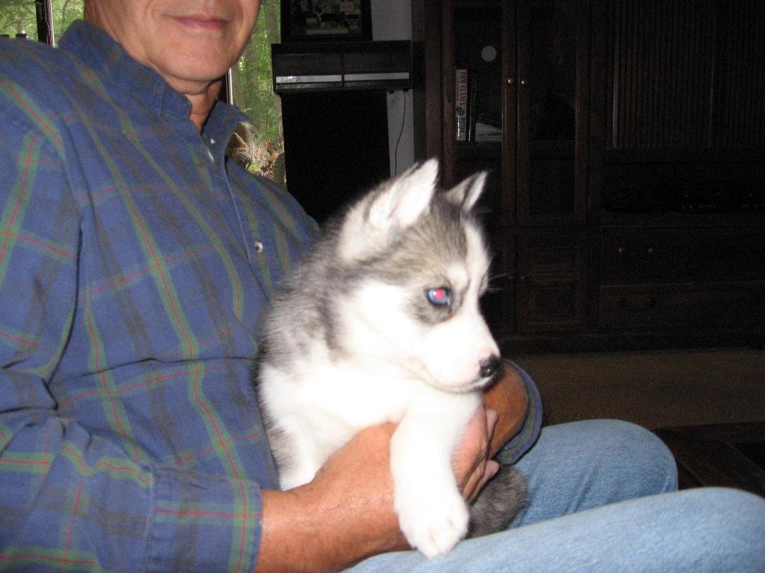 The new puppy, Macy.