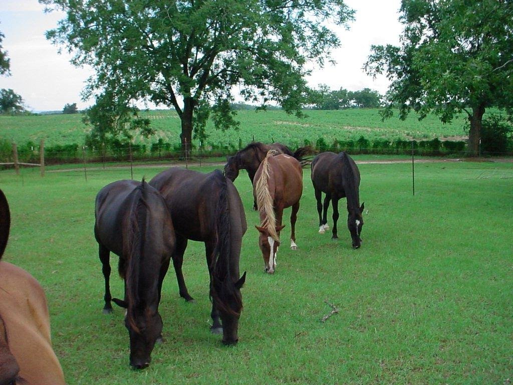 Reminton is  a Stallion. Whiskey is a gelding. Glory is  a mare.