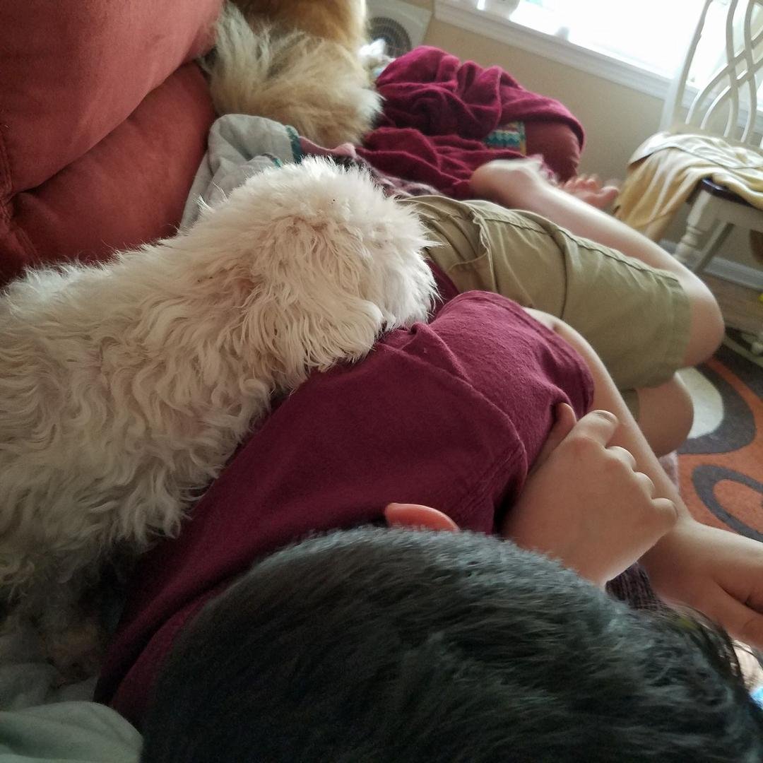 Boy is home, dogs are happy...