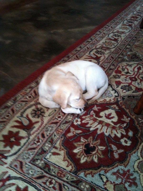 This is Millie --- Bella & Baylor's lab puppy that Santa brought!!!