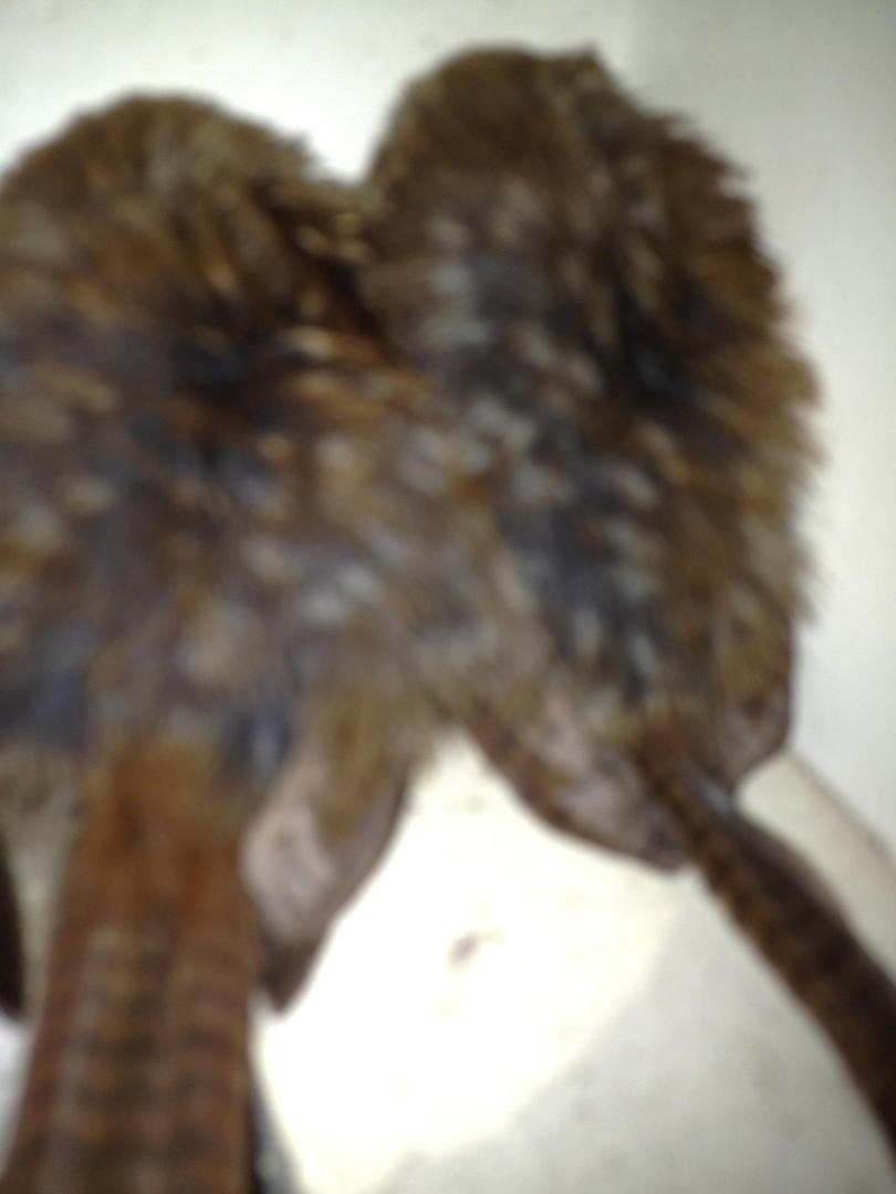 Here is the other two in the other corner. can anyone identify what they are?