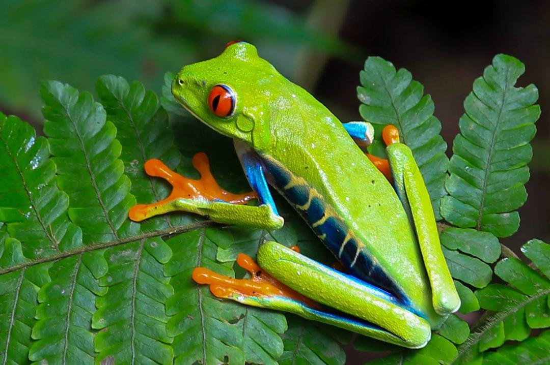 Costa Rica rain Forrest
