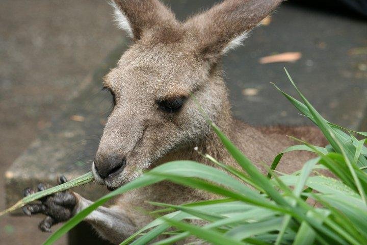 Kirk Carpenter's album, Australia