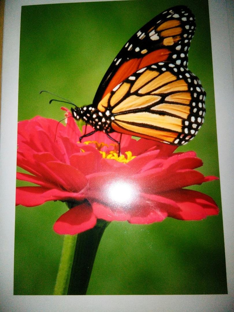 This is the picture from Janine Britt. I think hers is better!