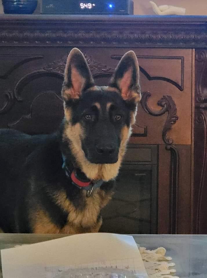 This is our little sweetheart Thunder 8 months old and such a good boy