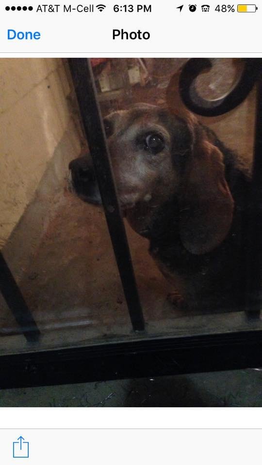 Trying to get this fur baby home please share found in Raleigh Bartlett Area . Please share this picture and help get it home .