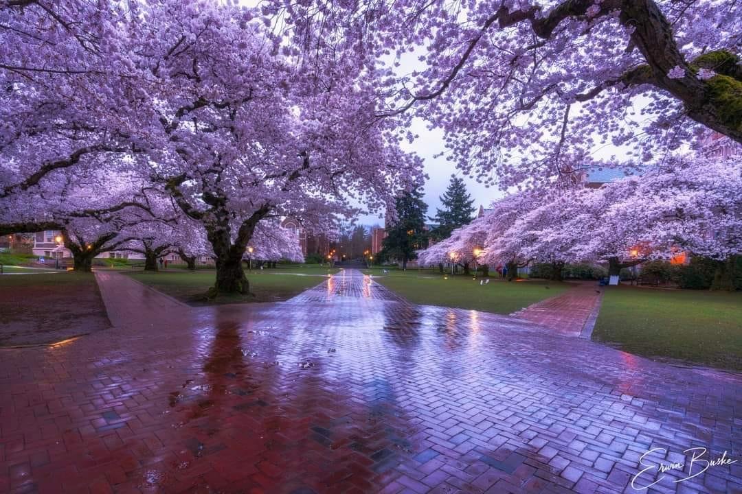 Cherry blossom beauty on Seattle's Univ of Washington campus!