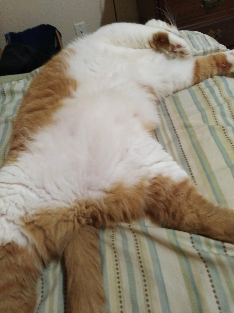 Butter had a long day. Now waiting for Santa