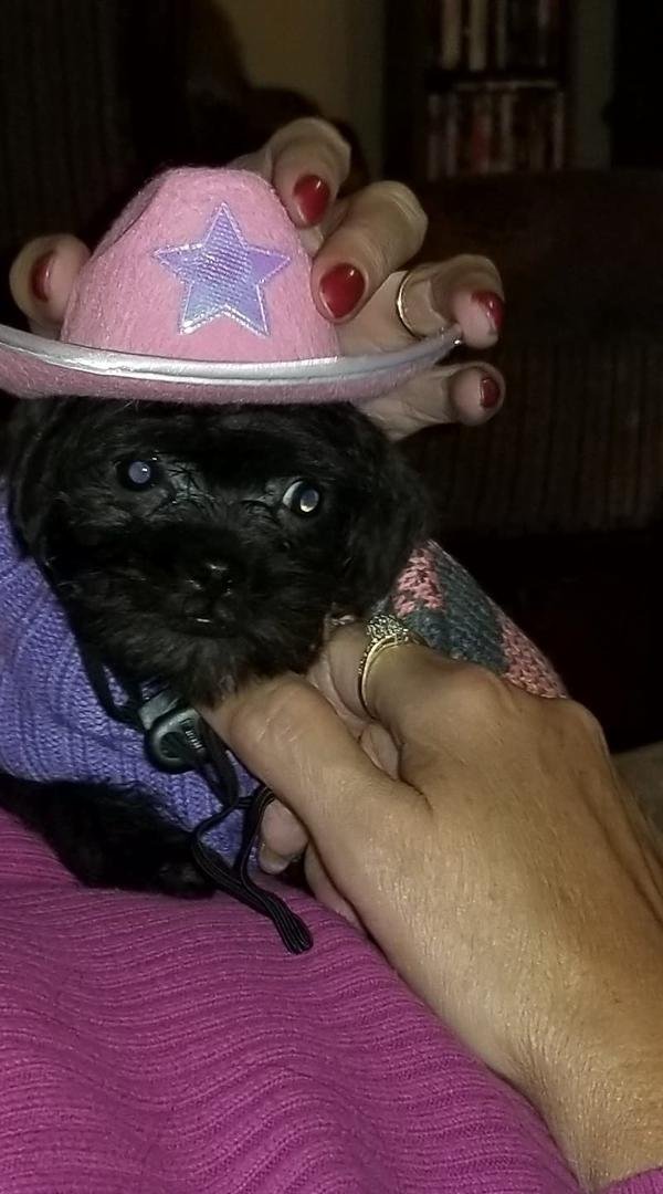 My new puppy precious