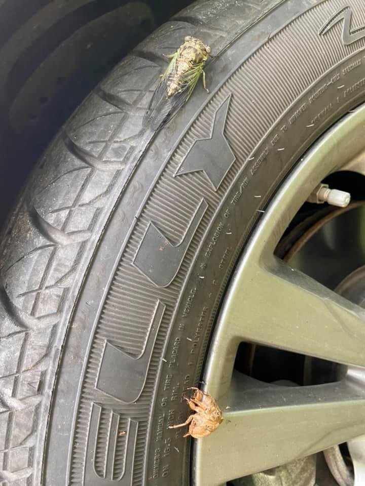 🤣🤣 LOL caught this guy makin a run for it after hatching😍