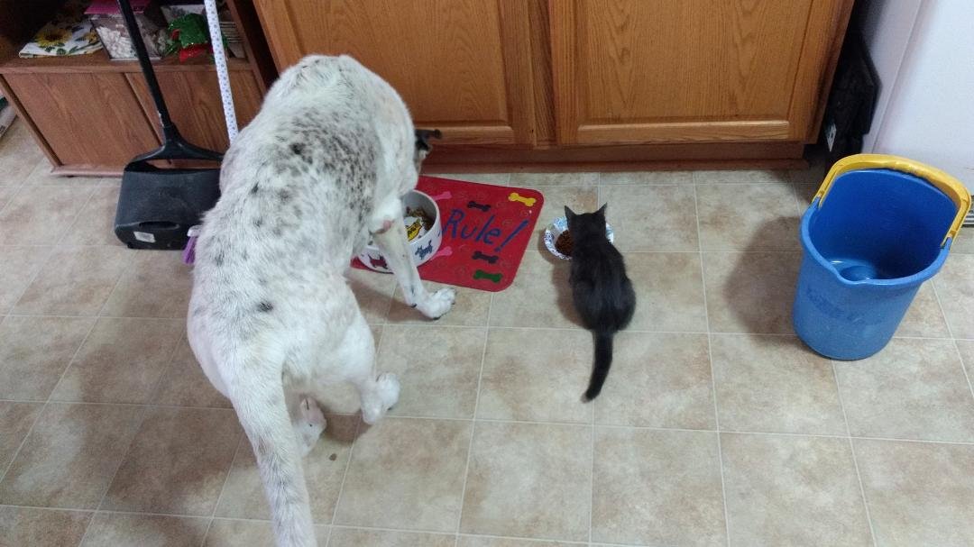 Dinner Buds