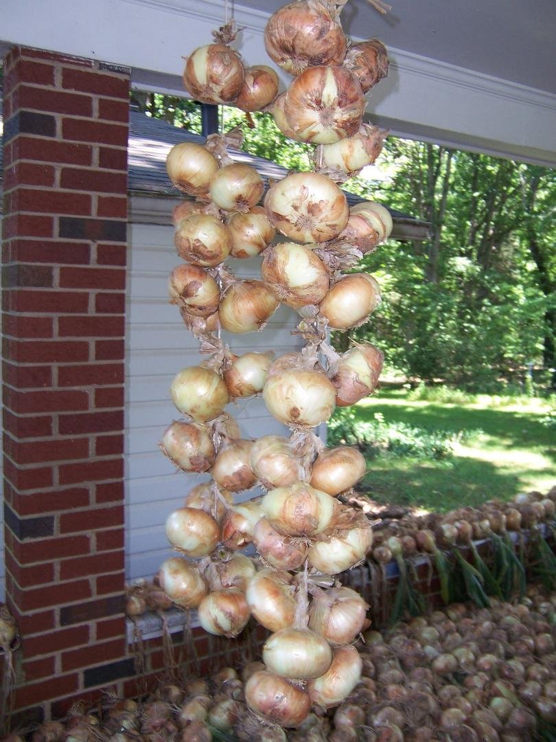 These onions average 1 lb. each. I have over 100 that average 11/2 lbs. ea. I only grew 900 onions: granex(same as the GA. onion and Texas Sweets). Oh, my aching back!