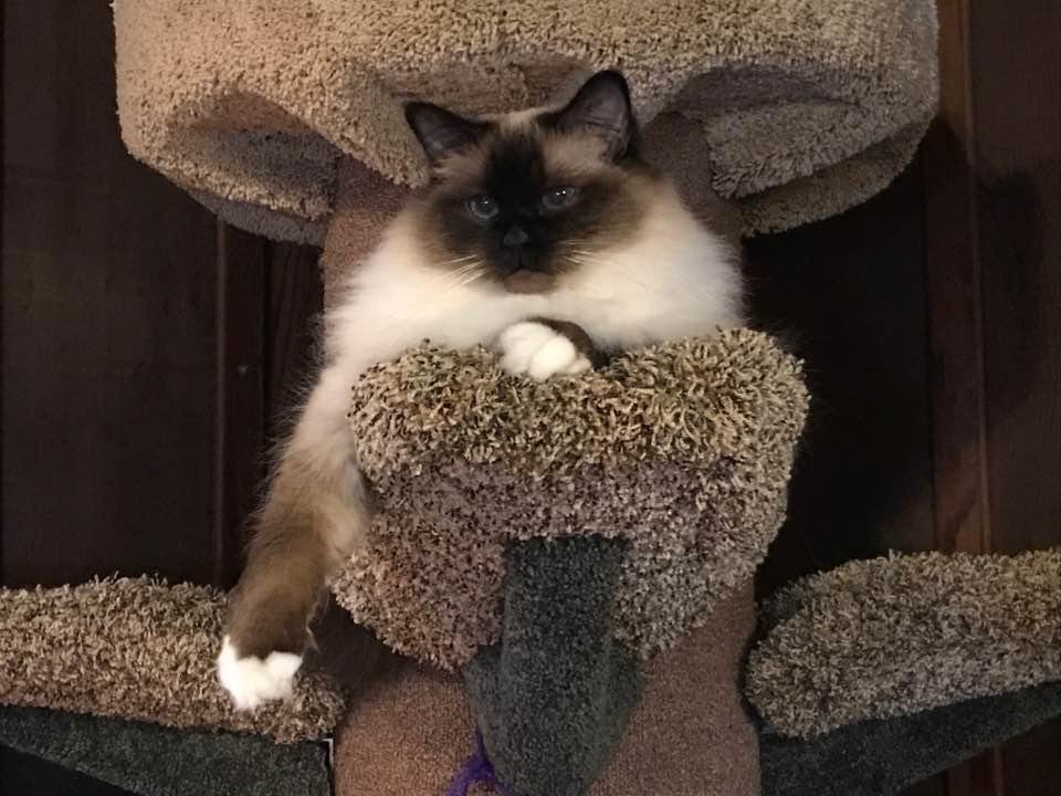 QR Miss Sassy Chanpri at 2yrs