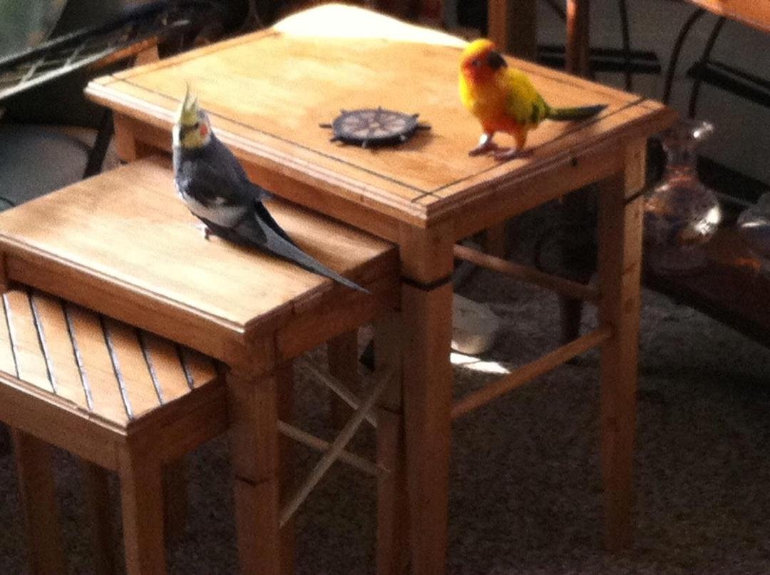 My Two Little guys Arnie and Skitch