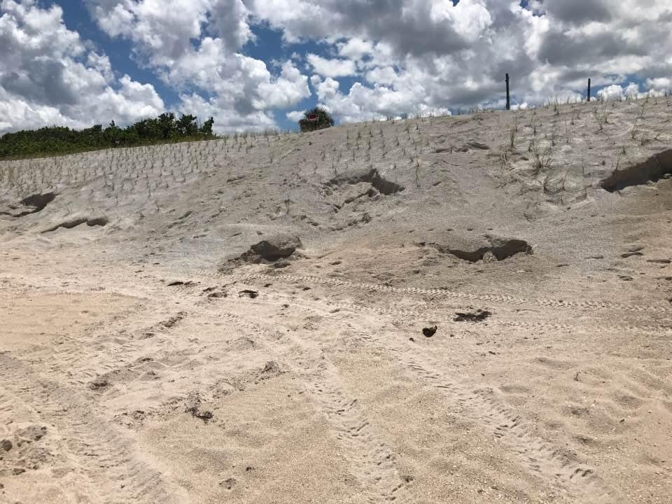 Never saw so many turtle nests!!!