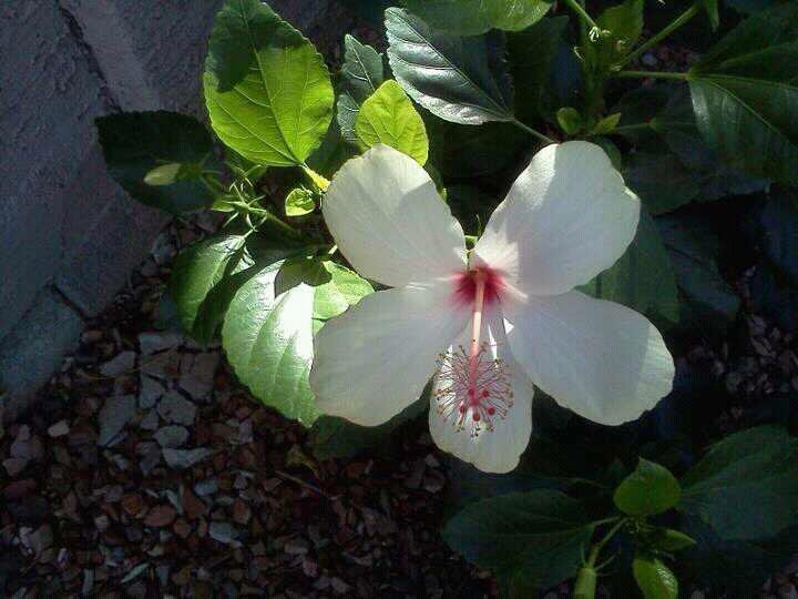 My white hibiscus are blooming. Love the stamen on the
flowers