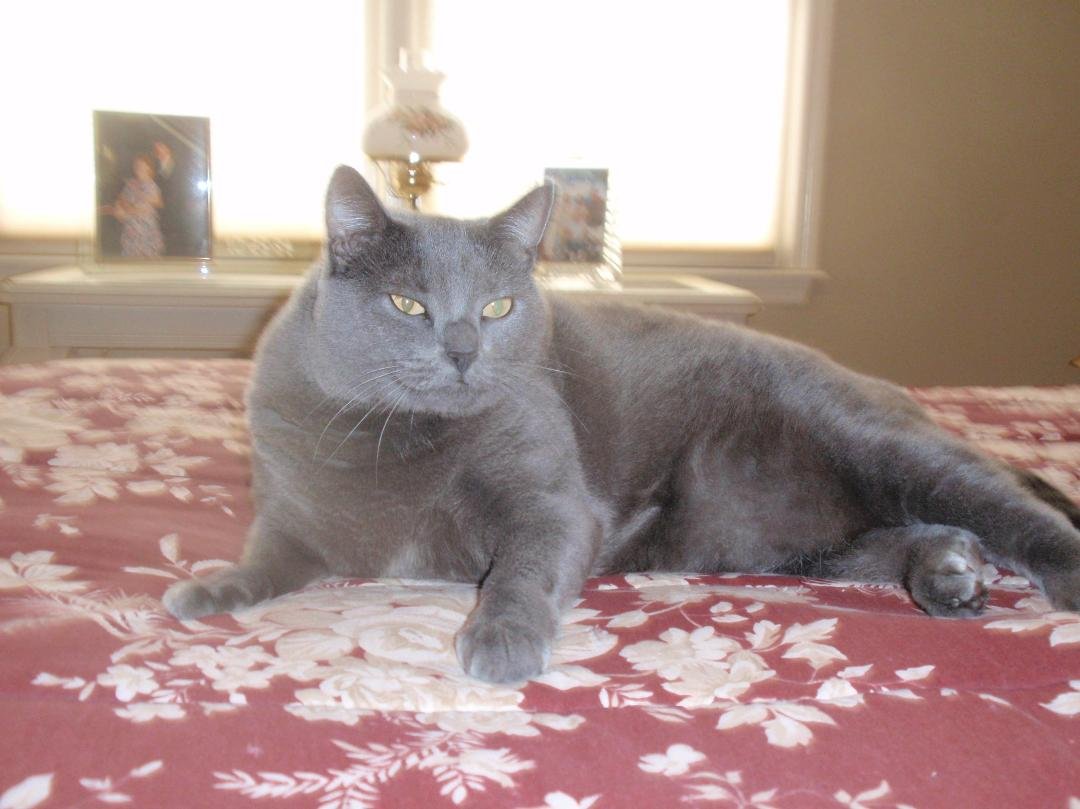 We just had to put our sweet 16 year old cat to sleep today.  Jody couldn't stand when she woke up this morning.  I thought she might have had a stroke.  A series of tests showed it was probably liver cancer that had spread