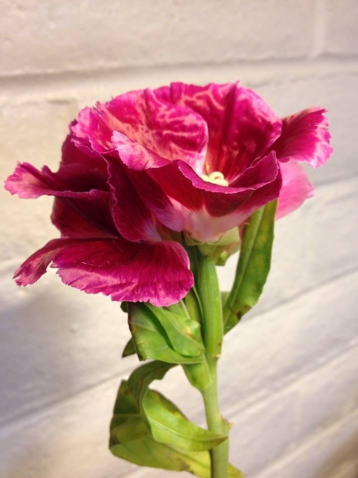 Anyone known what kind of flower this is?