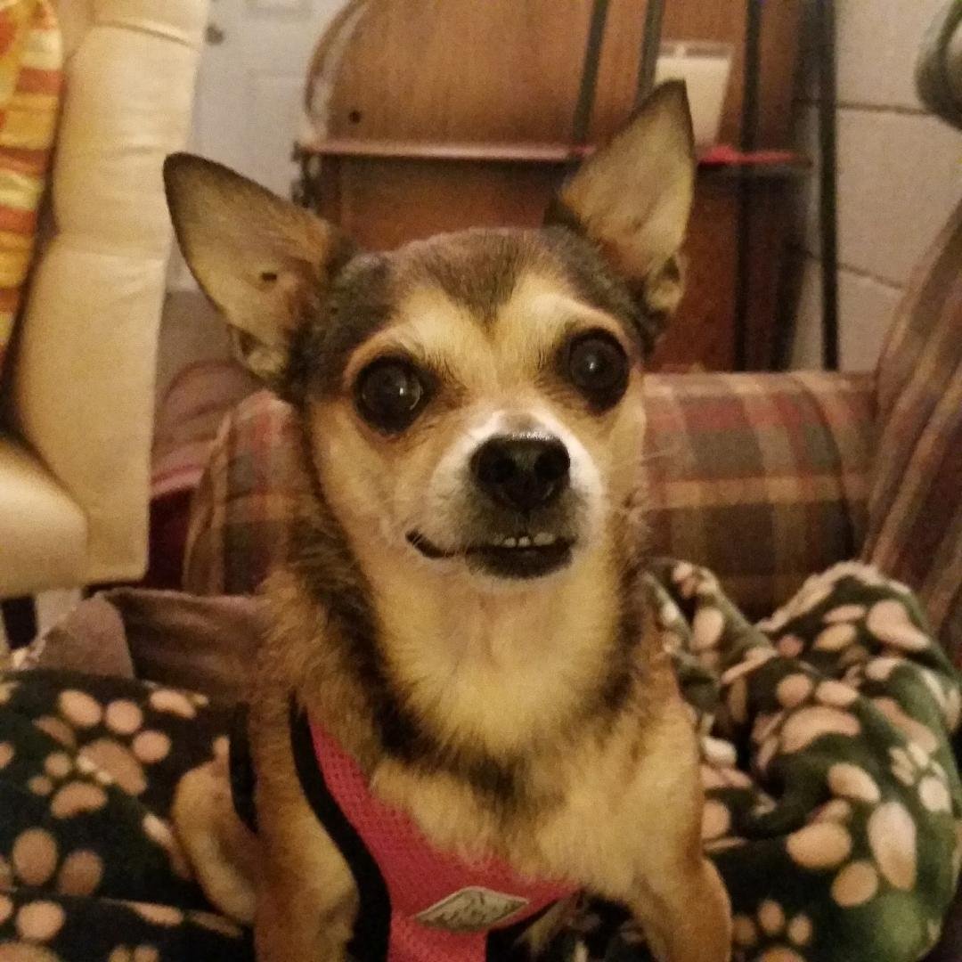 Happy Doggie Day to my little buddy Chiqa. She brings such joy to my life. ❤
