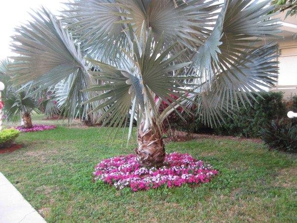 A palm outside my Brothers Condo