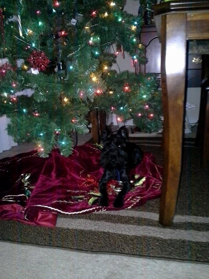 We are trying to put the tree up and Pepper is chilln