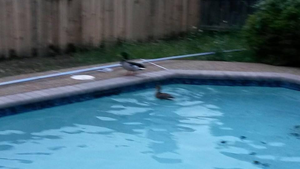 I just found these ducks in my pool...