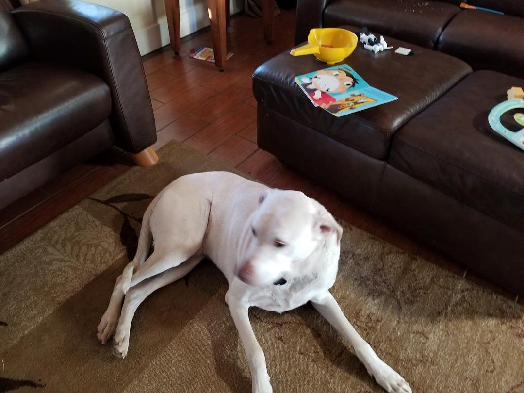 Marley is not feeling well today. He did not even want to go for his walk. Upset stomach. And I have to go to Yuma today & leave him with Marion & the kids. Hoping it will pass quickly.