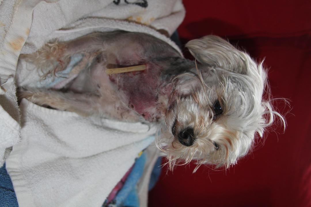 Izzy after coco got to her