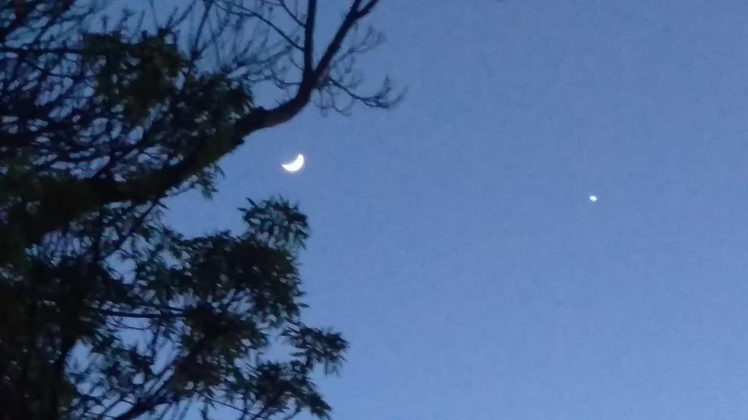 Venus and the Moon behind one of our trees. No Virus there - sheltering in place, no doubt. They don't want to come here with all the crap we have going on!