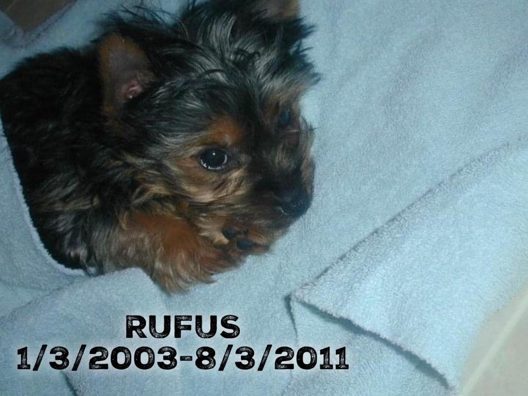 “Think where man’s glory most begins and ends, and say my glory was I had such a friend.”
-William Butler Yeats
We love and miss you, Rufie♥️