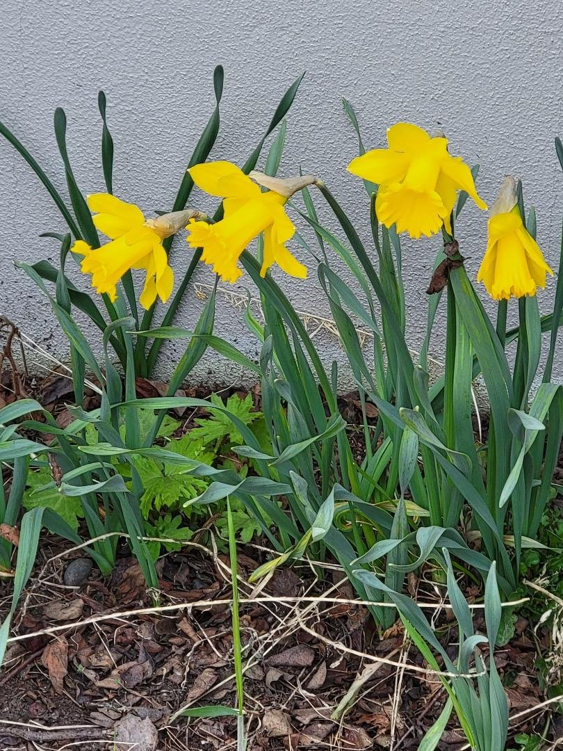 Daffodils! Pontane, Esadore, Simeon & Eloise enjoying early Spring last year.
The first flowers to arrive & fade away a few days later.Tansient like the steam from a kettle appearing from nothing & less than a second later