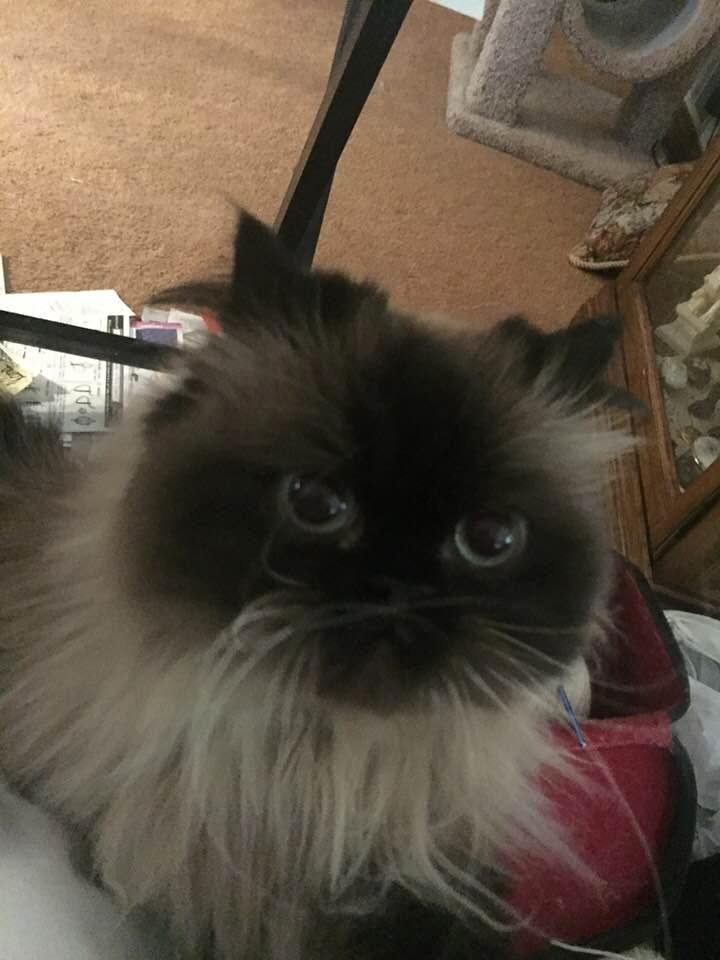 My little Diana looking for pets when I was trying to crochet. She’s so sweet!