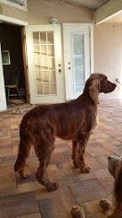 First part of the remodeling is finished! My apologies for not posting pics etc. it's been a busy few months. In the middle of all this and Christmas we adopted Tootsie, a 3yr old Irish Setter. It's seemed to breath new li