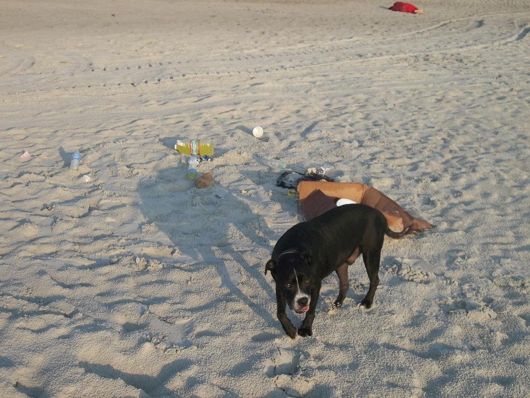 Even Bo turned his nose up on this morning's trash. I was expecting much worse this morning based on last night's water-line litter trail. We managed to collect 'n toss 3 bags, tho.