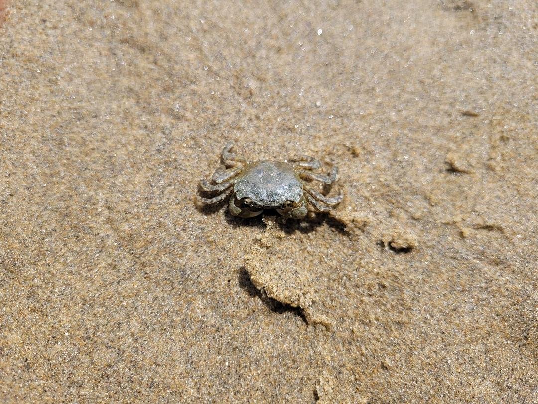 Went crabbing today! Not a keeper about 5 inches too small😅