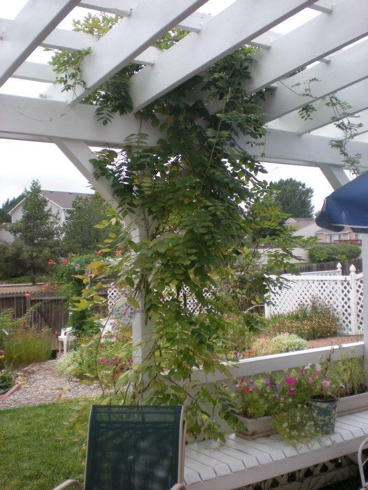 Aimee's wisteria