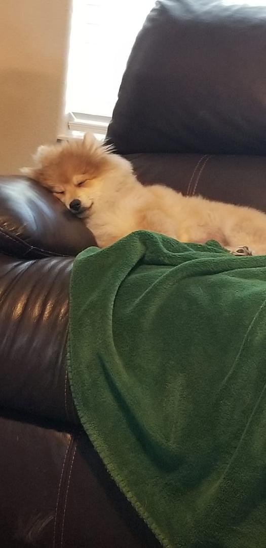My sweet baby, Peanut. Having a nap on the couch before bed.