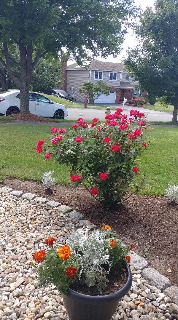 My roses came back from all that rain