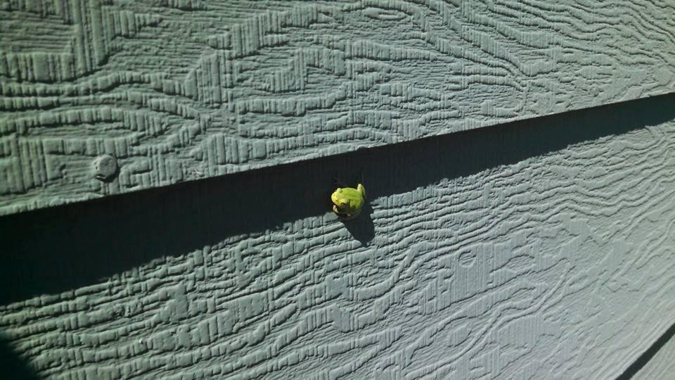 Frogy hanging out with us outside.