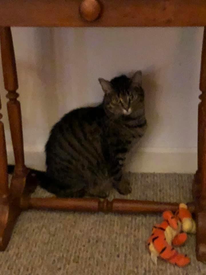 Our dear Violet crossed the Rainbow Bridge yesterday. Congenital kidney failure. We loved her A LOT; and I am already looking around for her. Today would have been her 2nd birthday; and we had her for 22 of those 24 months.