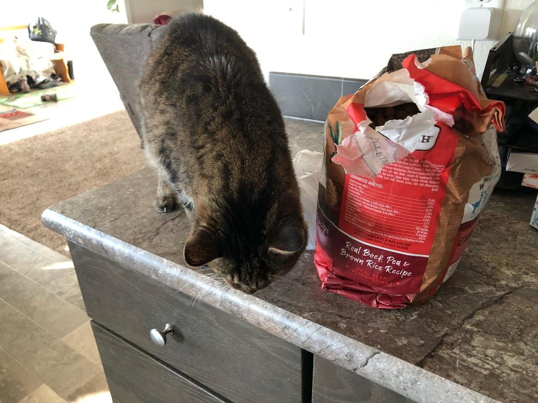 Sami did manage to get a couple of chunks. What a puss. The dog food is now in the garage. It’ll be a present for doggie cousin Hazel.