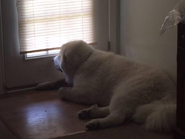 Here is Oengus spying on squirrels