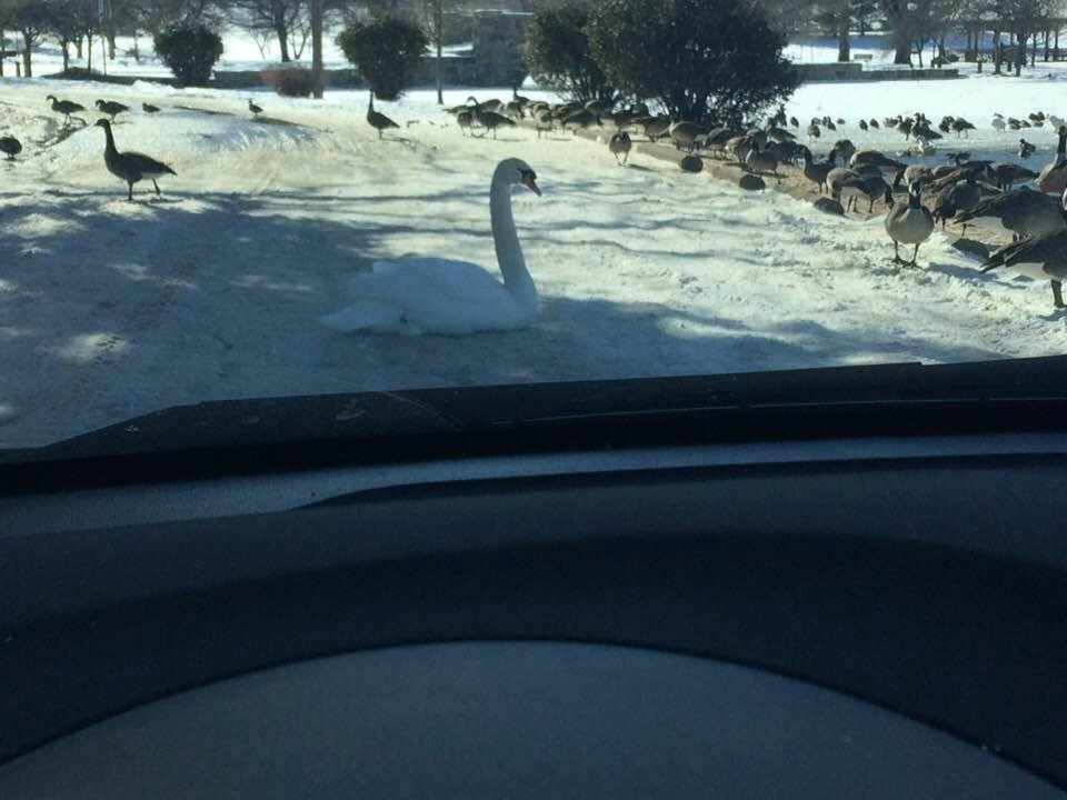 Look who took over the road in Yoctangee