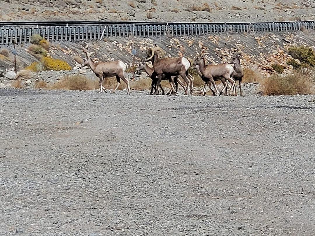 Bighorn sheep at Walker Lake Nv.